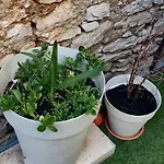 Milin By The Sea-zadar-diklo Apartman *