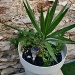 Milin By The Sea-zadar-diklo Apartament